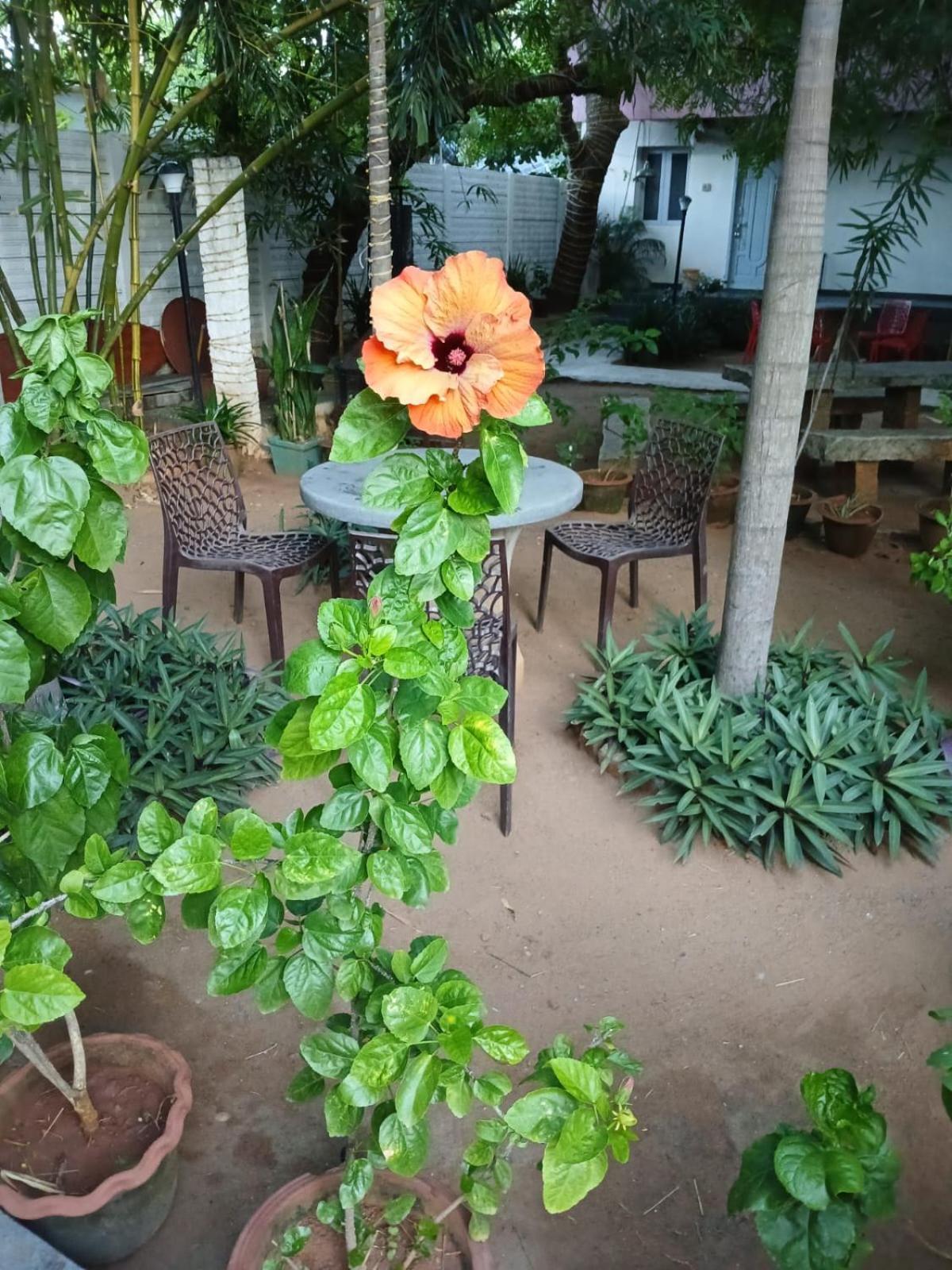 The Well Beach Side Guest House Ауровиль Экстерьер фото